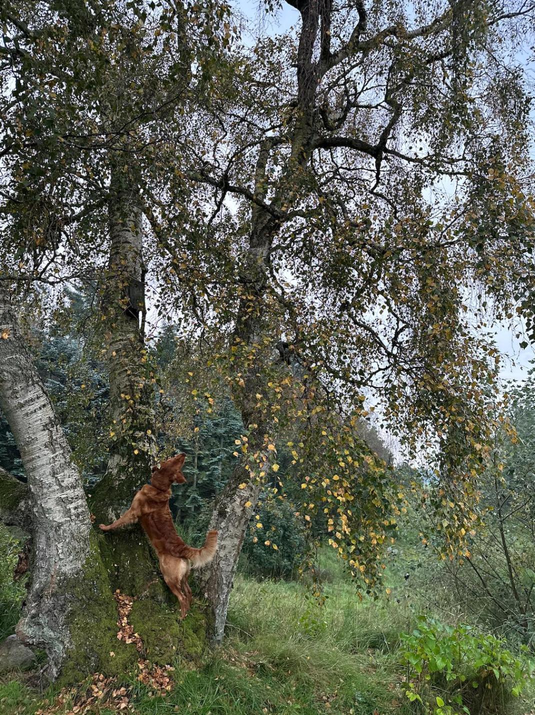 Charmerende Lejlighed Pa Landet Med Privat Skov Bjergby Exterior foto